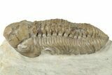 Three Trilobite (Kainops & Paciphacops) Fossils - Oklahoma #232704-5